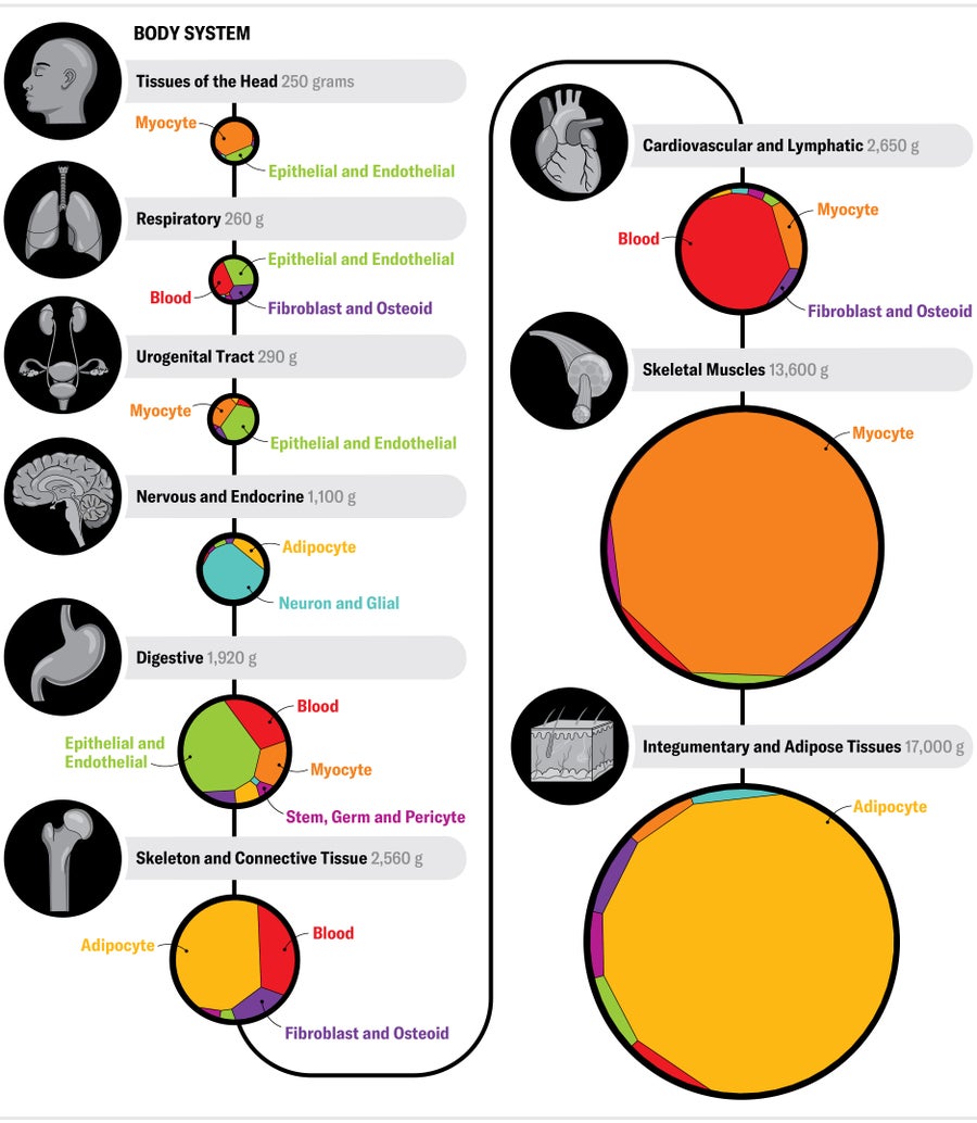 A series of Voronoi diagrams shows mass of body systems and breakdown by cell class. 